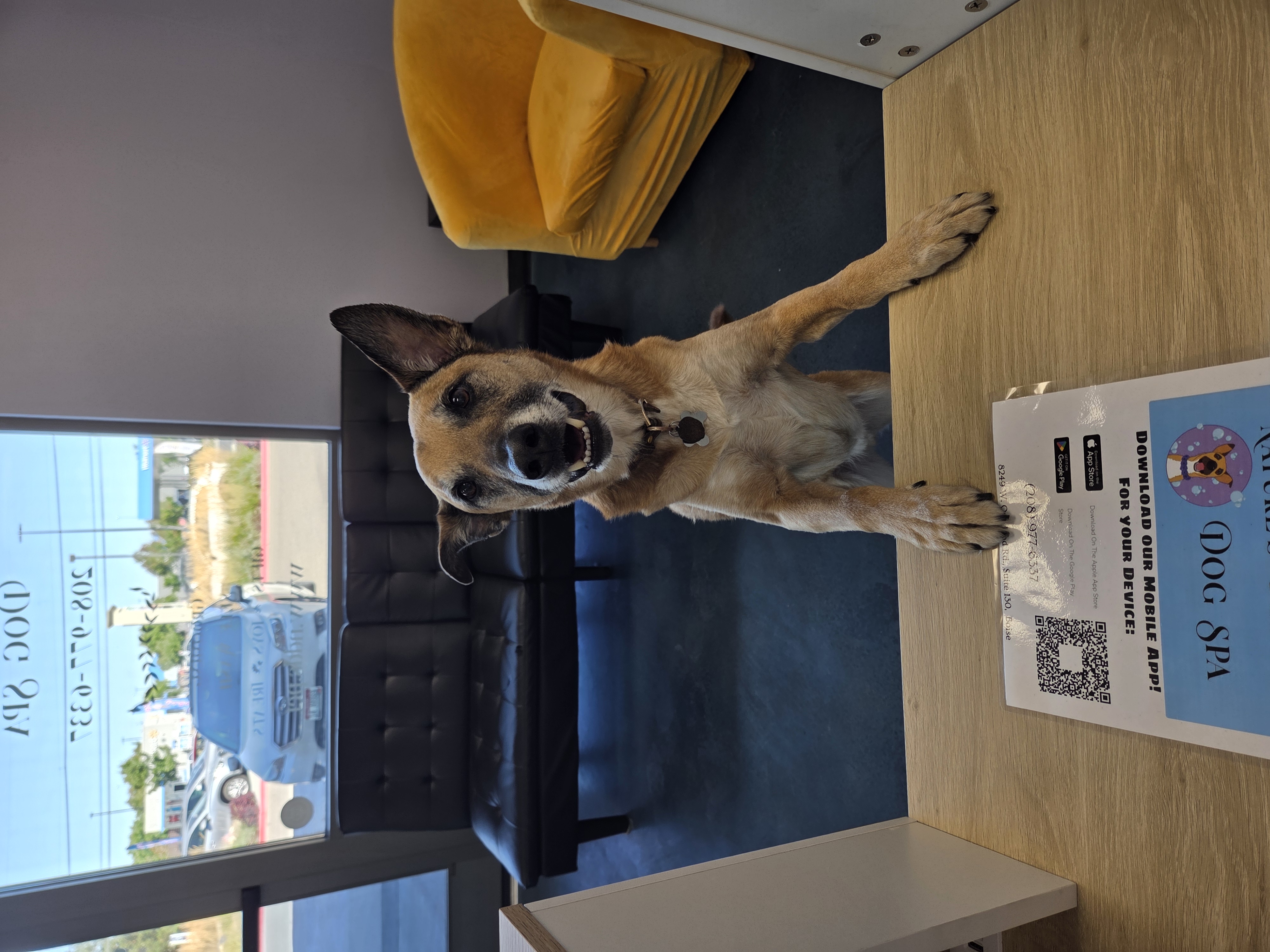 Friendly mascot Russell welcoming clients at the front desk and promoting the Nature's Design Dog Spa mobile app download.