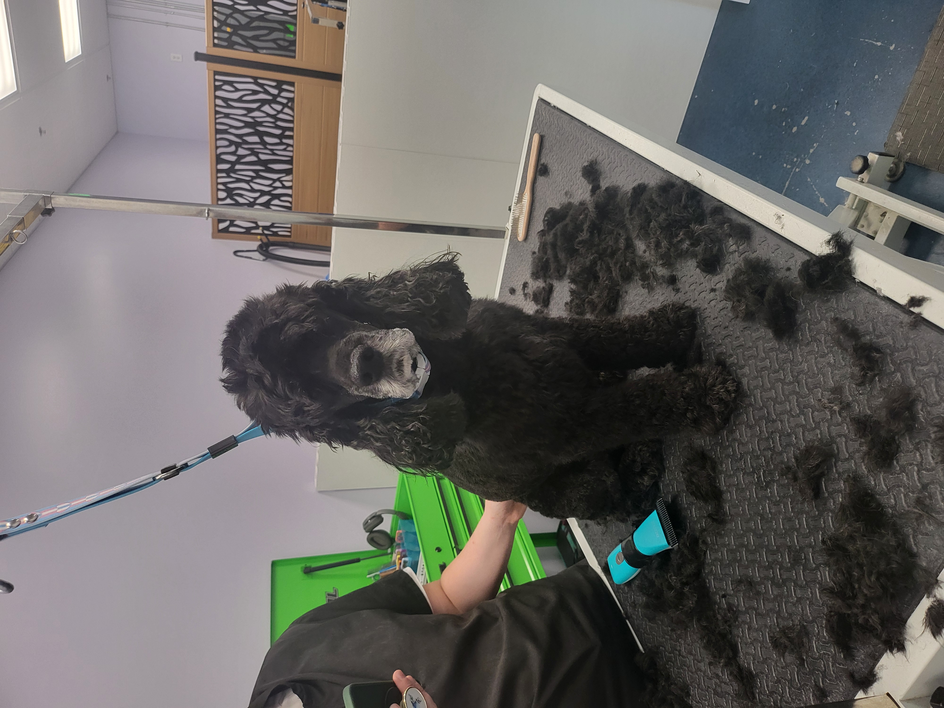 Calm dog resting on the grooming table
