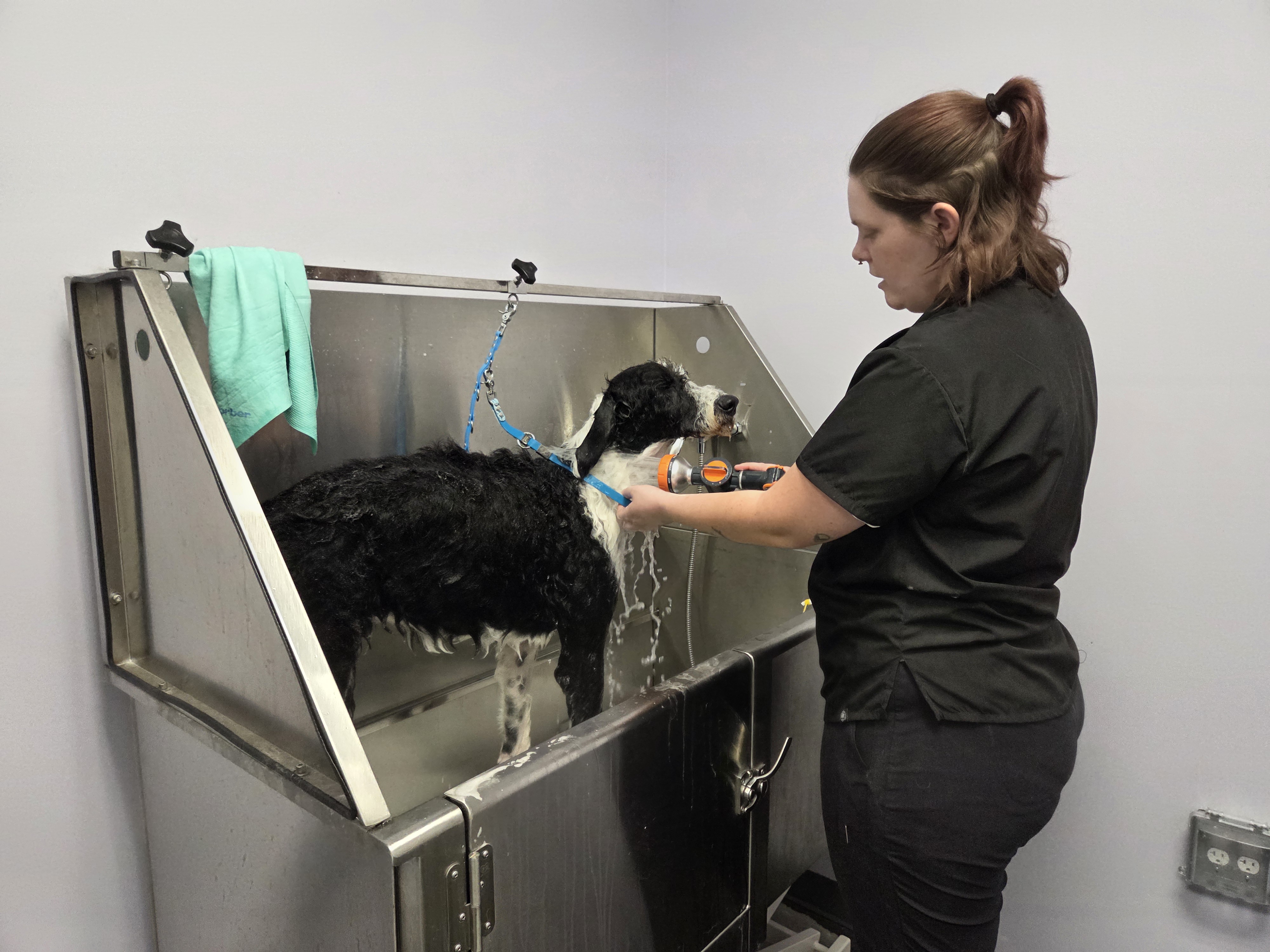 Professional dog grooming at Nature's Design Dog Spa
